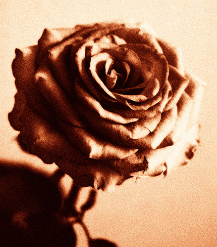 for HER Роза