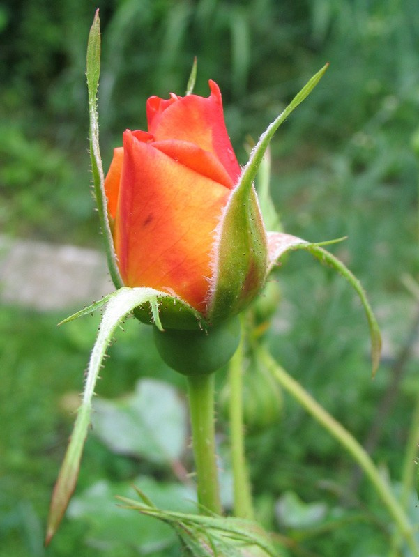 Rose Природа Цветы Роза