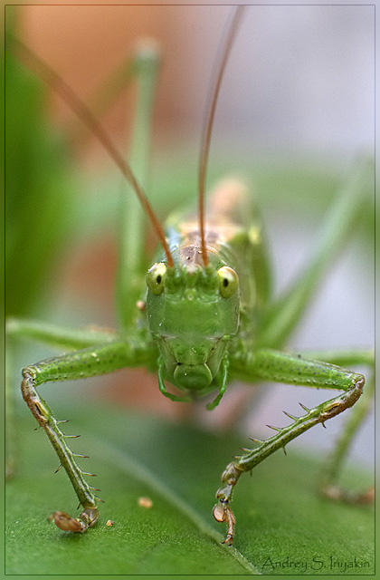 Grasshopper Grasshopper кузнечик саранча