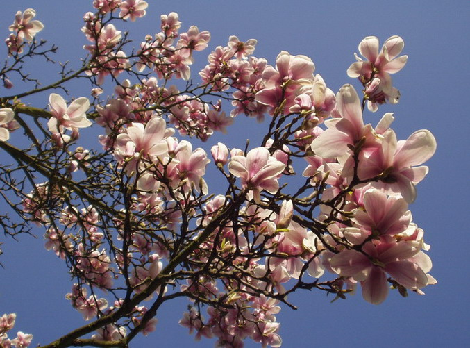 Magnolia 