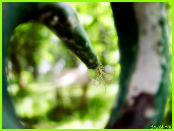 Acid-based acidic insect