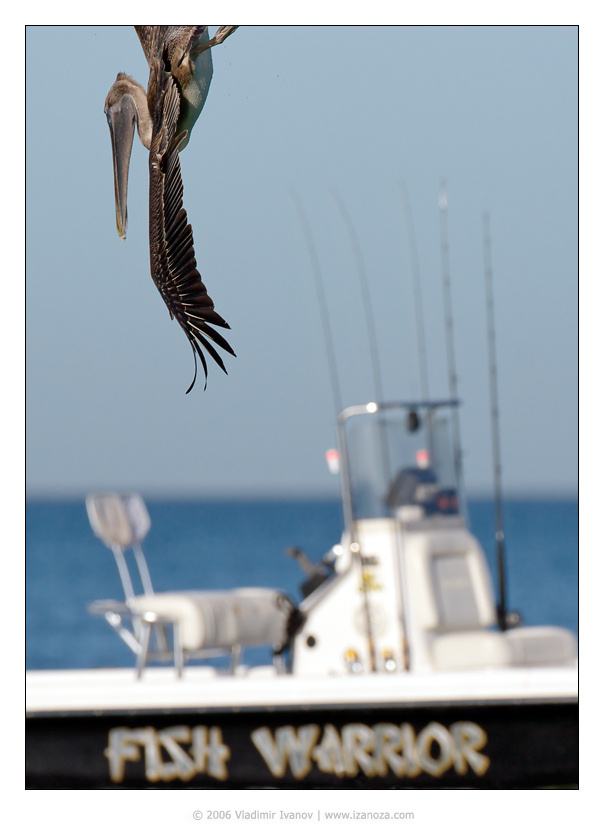 Fish Warrior бурый пеликан Brown Pelican Florida US