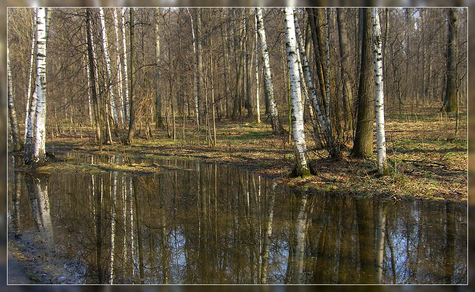 В весеннем лесу (2) 