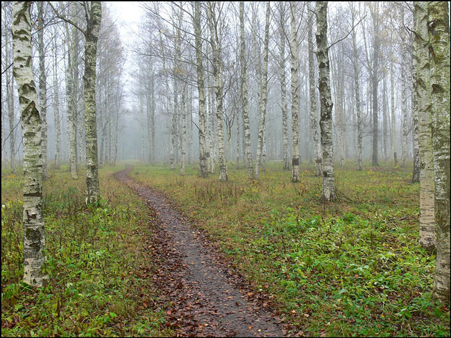 Берёзы и лёгкий туман 