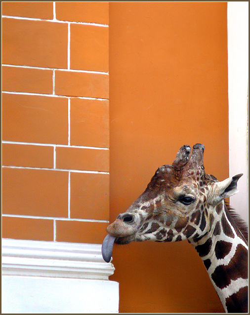 Жираф всегда себе был верен… Жираф, Giraffa cameleopardalis, Московский зоопарк.