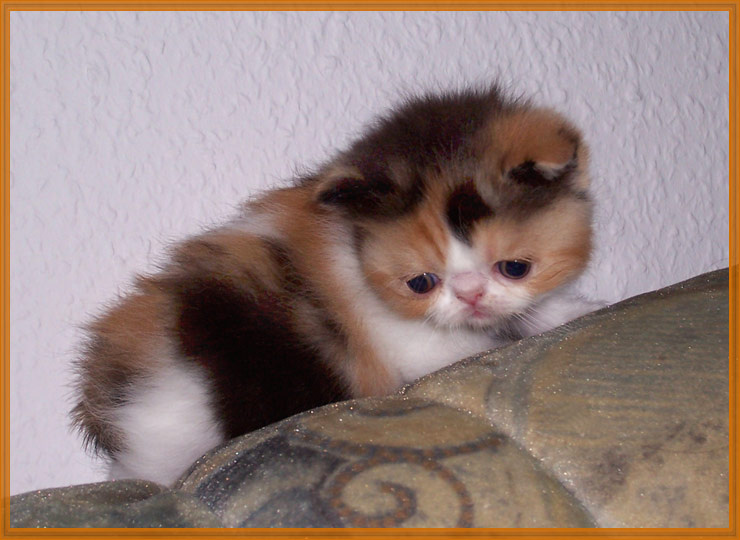 первая высота котенок перс диван животное кошка кот