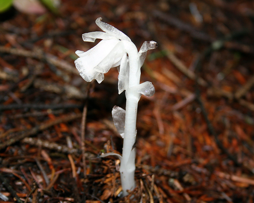 Monotropastrum globosum вересковые, подъельник, цветы, сахалин, вертлянцевидка