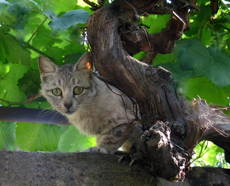 Котик Кот, кошка, котенок, cat, kitten