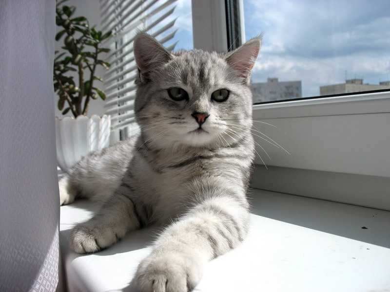 Кошак Кошка
