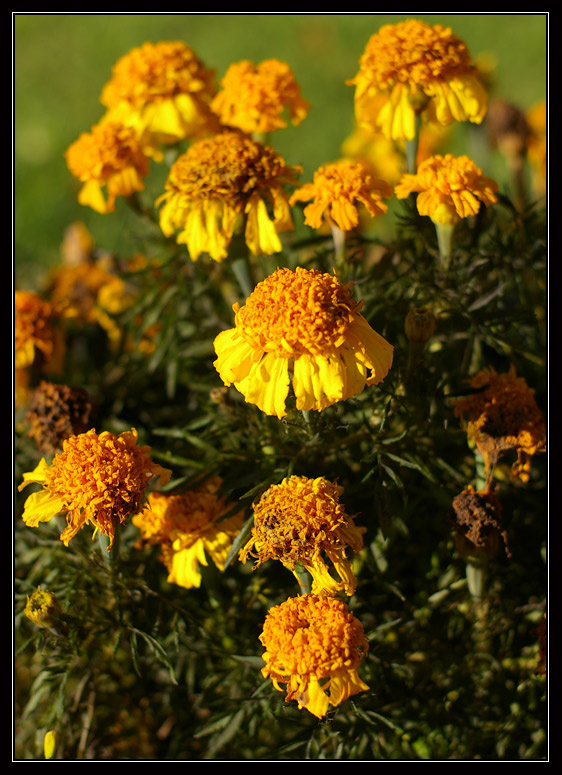Autumn colours Autumn fall flowers
