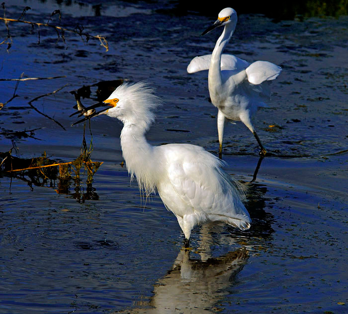 Отдай Белая американская цапля, Egretta thula, Лагуна Малибу, Snowy Egret, Malibu Lagoon, California