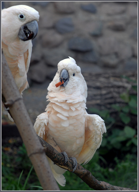 Подношение молуккский какаду Cacatua moluccensis