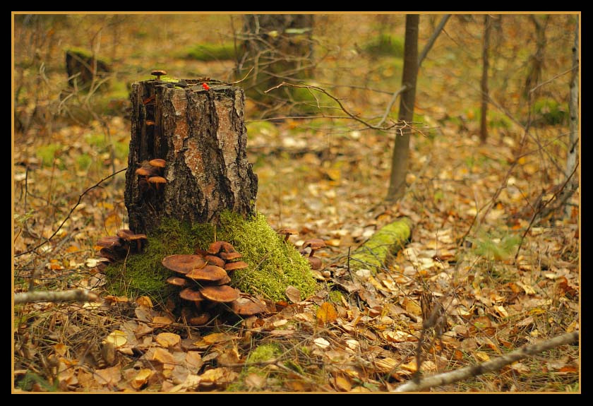 Осеннее настроение пень грибы листья осень