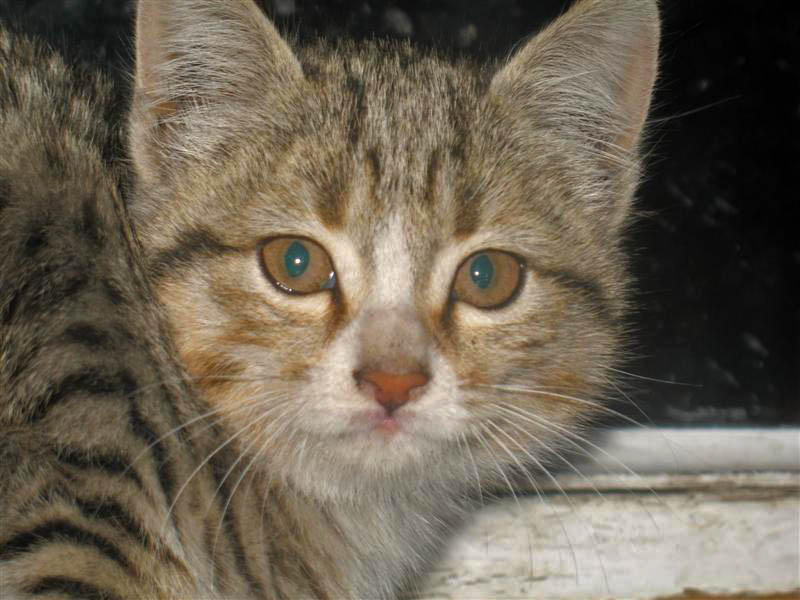 Котенок котенок, кот, кошка, kitten, cat