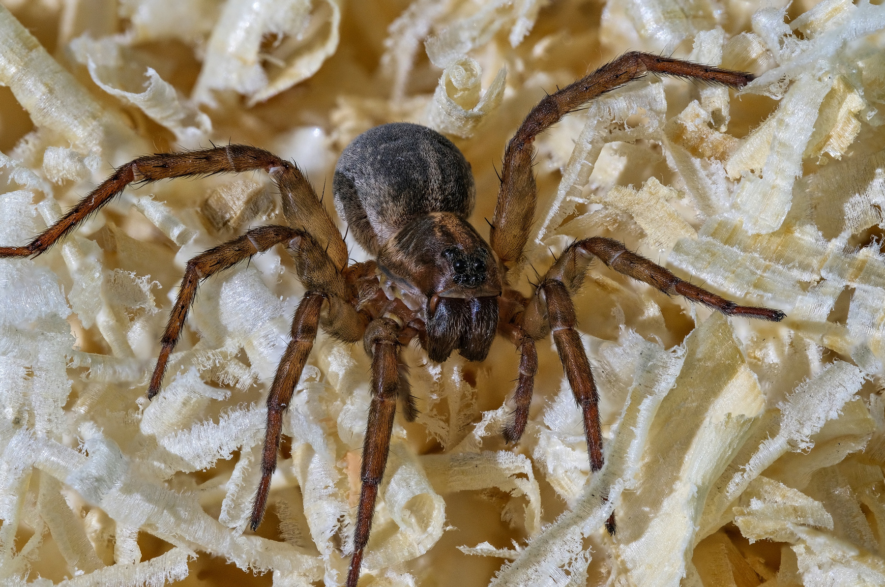 паук-волк паук-волк Lycosidae 7 лап 8 глаз Arachnida