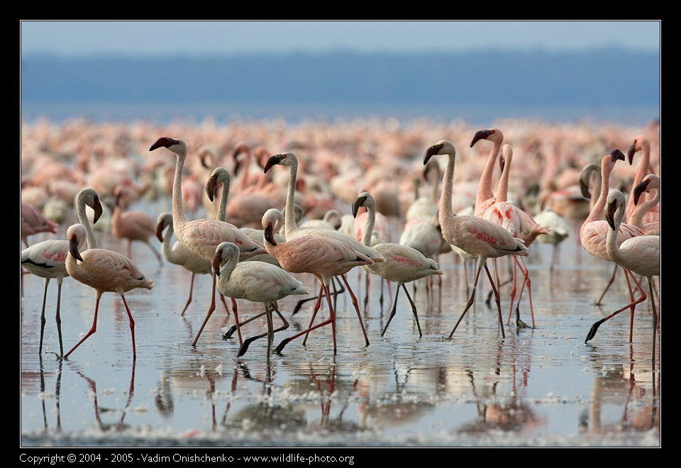 Красный фламинго - Phoenicopterus rubber 