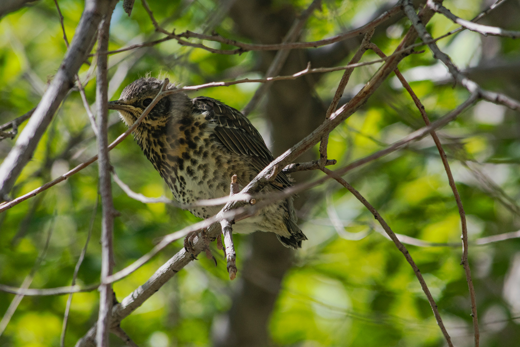 Дрозд-рябинник (Turdus pilaris) птица живоное крыло ветка дерево природа