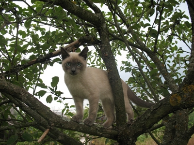кузя 