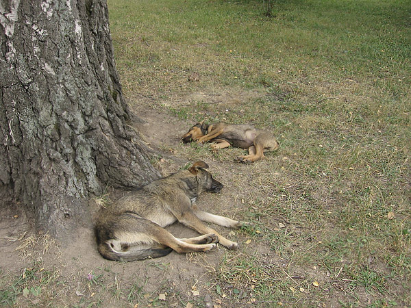 спящие собаки, дерево