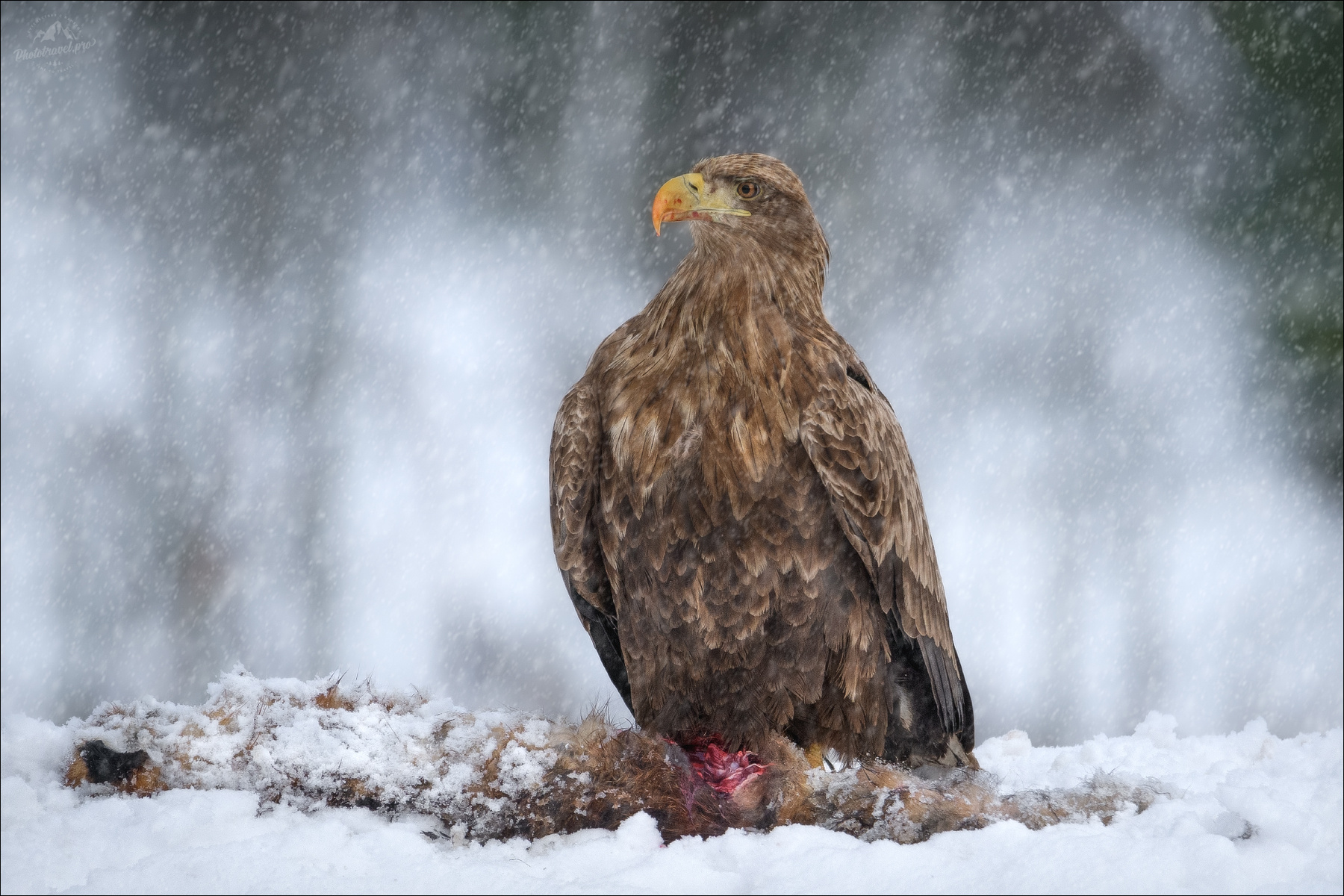 ХИЩНИК орлан орлан-белохвост красный бор фототур