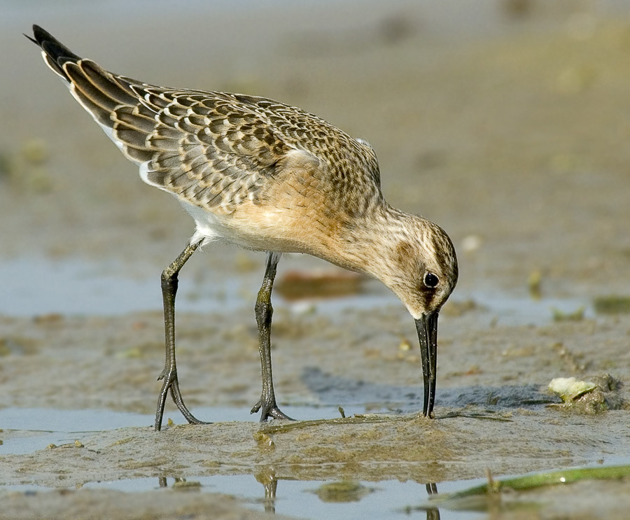 Краснозобик Краснозобик, Curlew Sandpiper, Calidris ferruginea