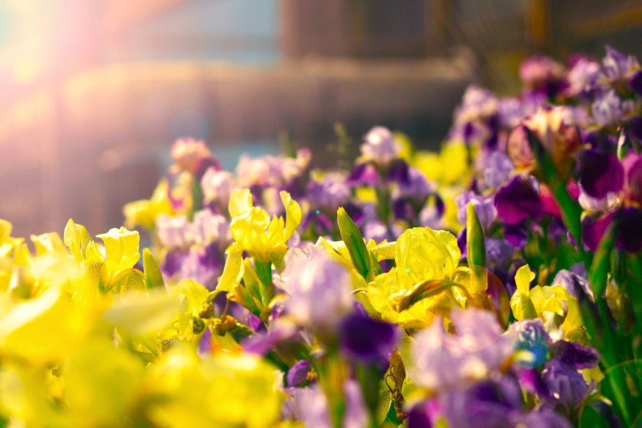 Summer. Flowers.  Природа
