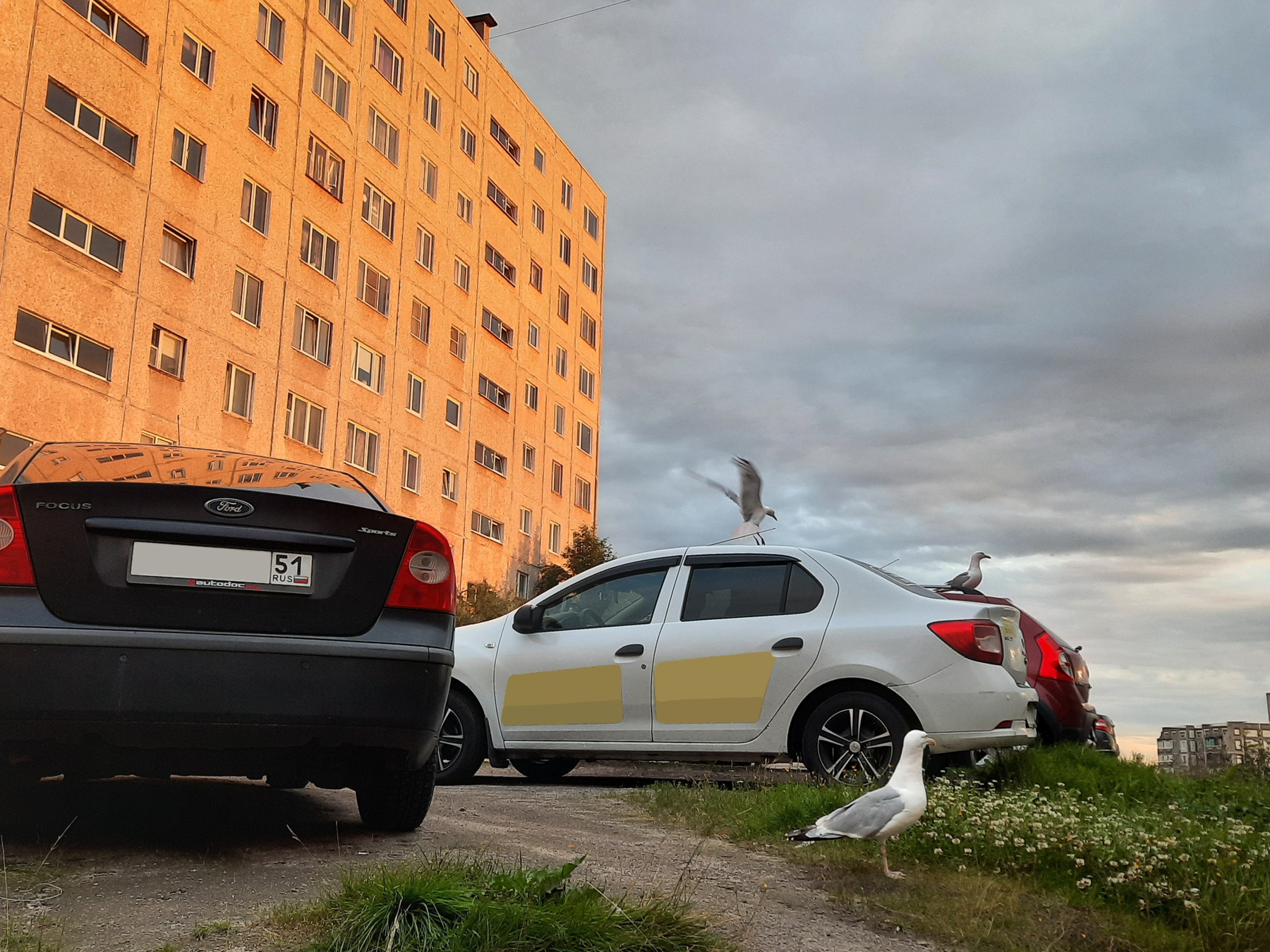 Чайки на понтах птицы город машины лето трава закат дом полярный день небо