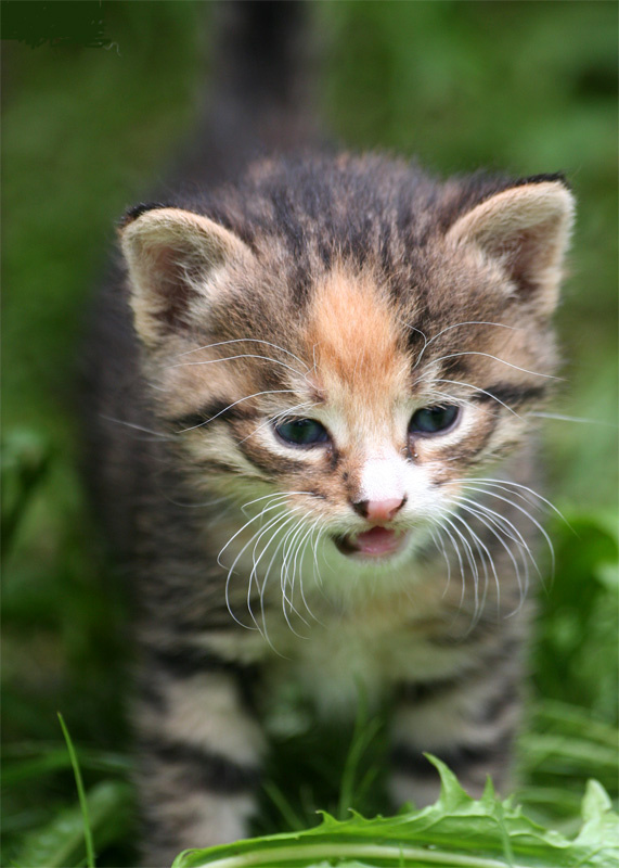 Мяу! кошка, котенок, домашние любимцы