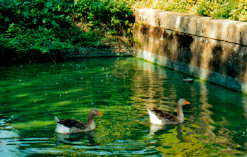 Geese in Northern France. озеро,pond,geese,France