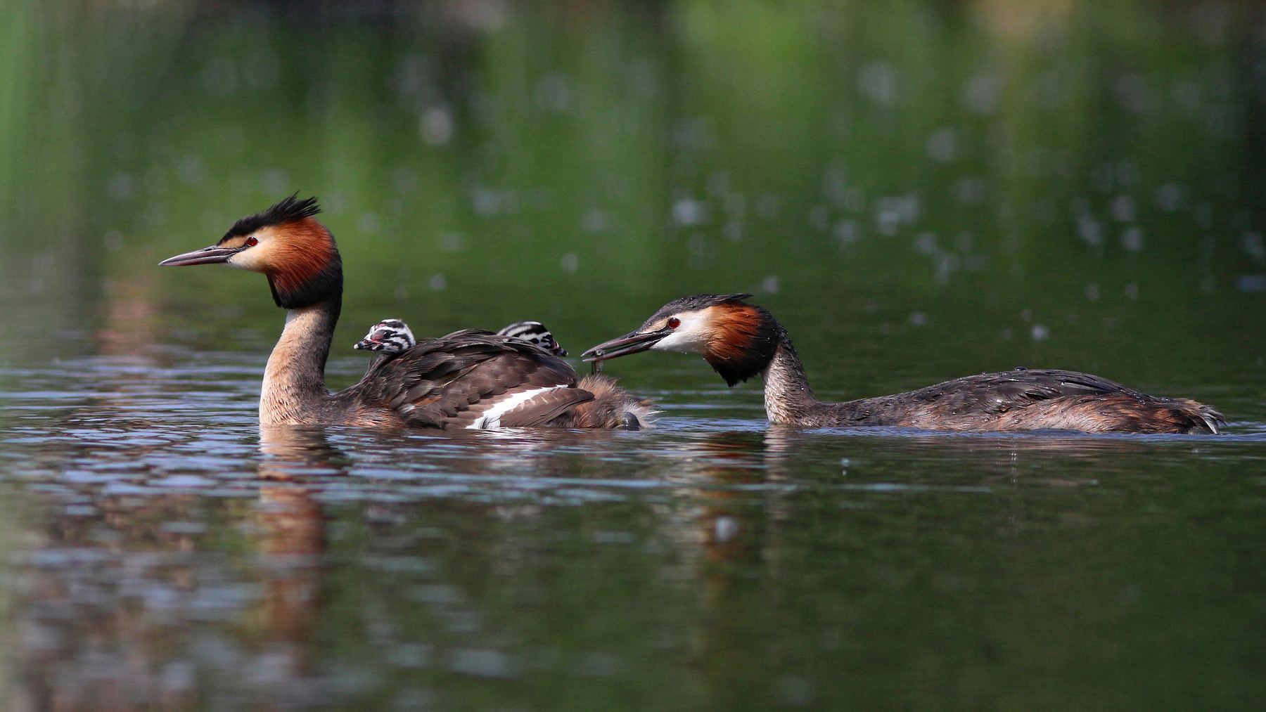 Рыбку за папу, рыбку за маму Чомга Большая поганка Podieps cristatus Great crested grebe