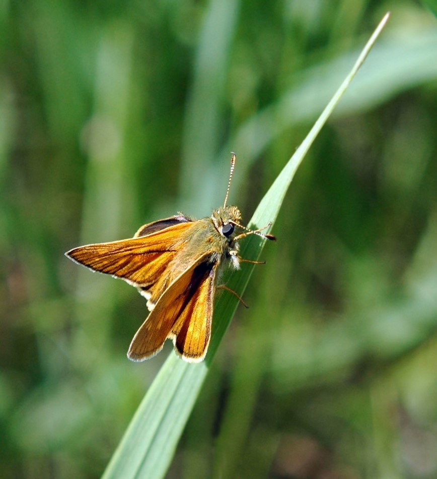 Ochlodes venatus Ochlodes venatus