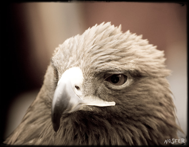 Eagle птица орел