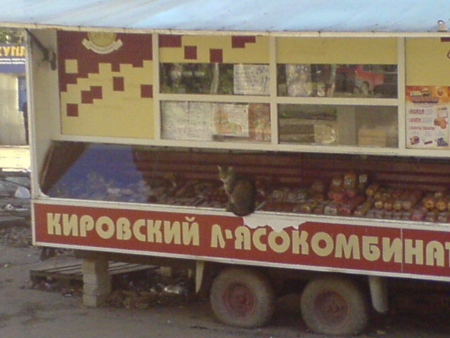 лежит сосиска не достать киске кот,колбаса,сосиска,мясо,еда, нельзя