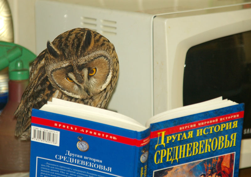 Совы мудрые ушастая сова мудрость книга