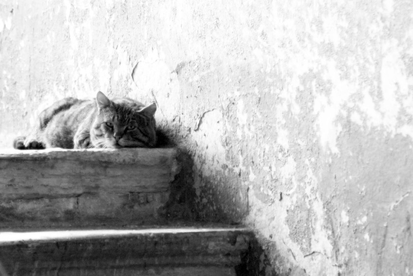 Кот в подъезде, между 1 и 2 этажами кот, кошка, коты, кошки, ступени