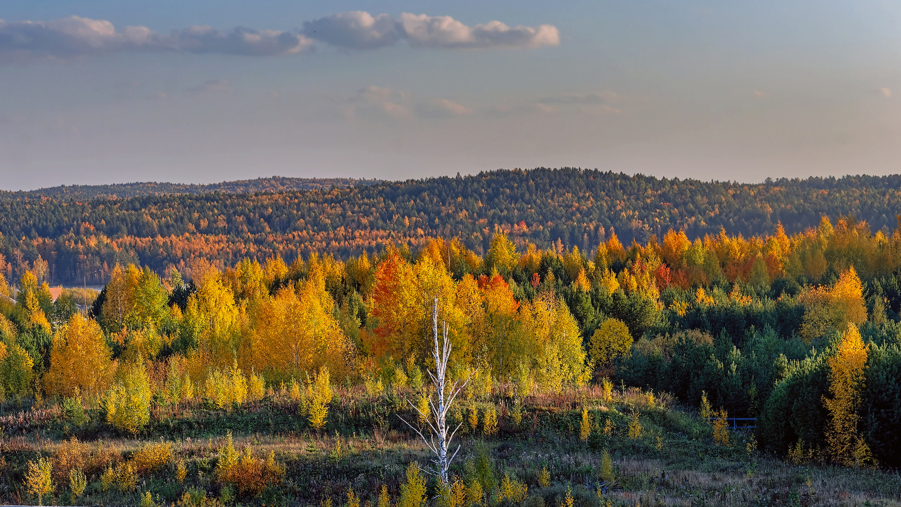 осенняя фоточка (вечер) россия урал природа пейзаж осень лес перспектива береза