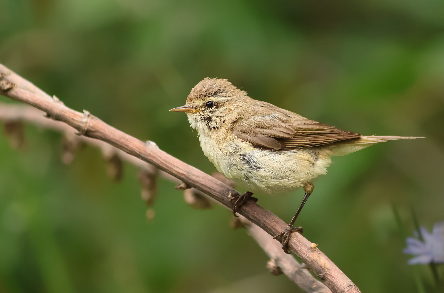 Пеночка-теньковка птичка пеночка фотоохота теньковка лето июль
