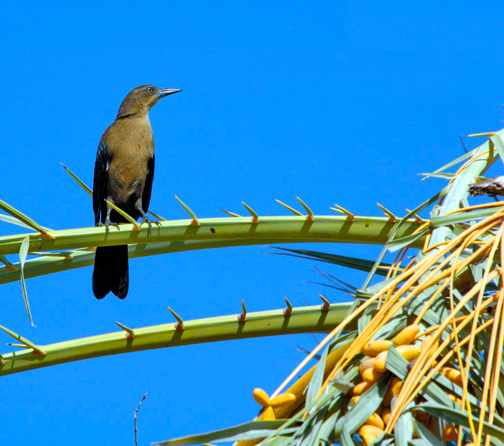 Пожиратель фиников Большехвостый гракл, Quiscalus mexicanus, Great-tailed Gracle, Salton Sea, California