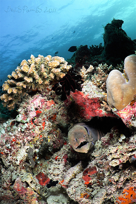 Giant moray eel мурена giant moray eel Maldives Мальдивы
