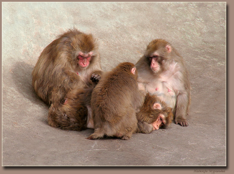 *Непло-о-о-хо очень име-е-е-ть три жены* Macaca, fuscata