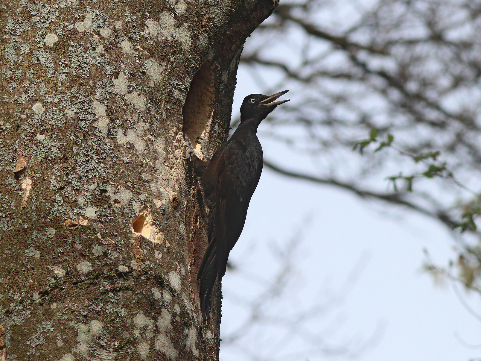 Где ты, милый? Желна Чёрный дятел Dryocopus martius Black woodpecker