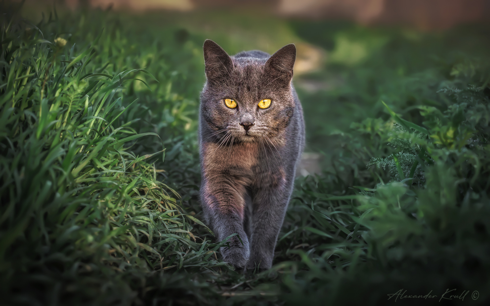 На мягких лапах кот серый охотник