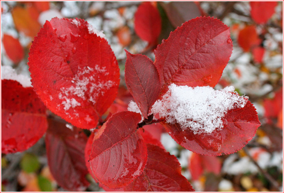 Red & White Сибирь осень снег лист