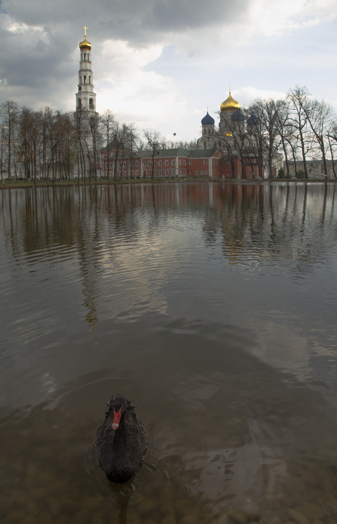 ***Черный лебель черный лебедь пруд