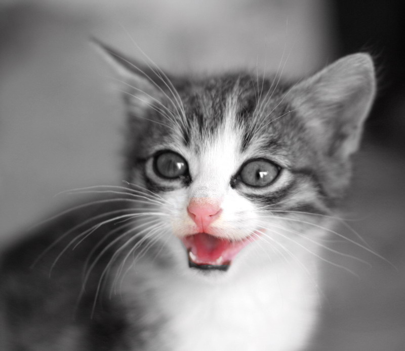 smile baby котенок
