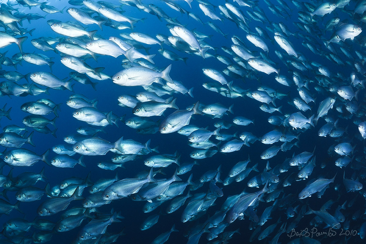 traffic сентябрь, буй Поворотный, Японское море, Россия, anion, gyperoglyphe, baitbal, sea of japan, butter fish