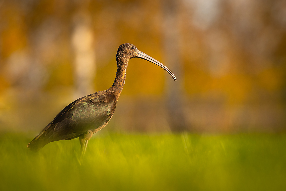 Brown ibis 