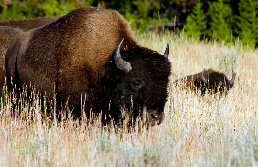 Властилин прерий Бизон, Bison bison, Йелоустонский национальный парк, Yellowstone National Park, Bison