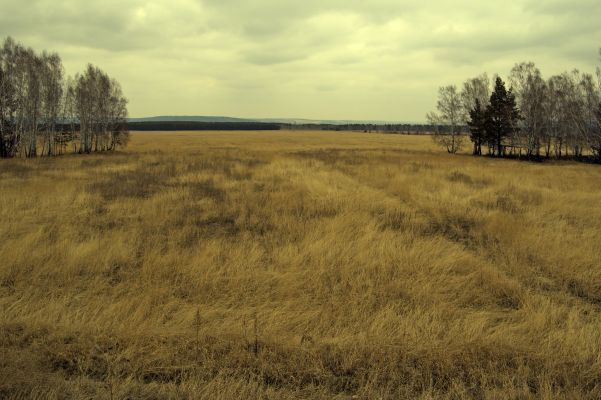 Обочина поле, трава, осень, пасмурно, жёлтый, весна, ветер, тучи