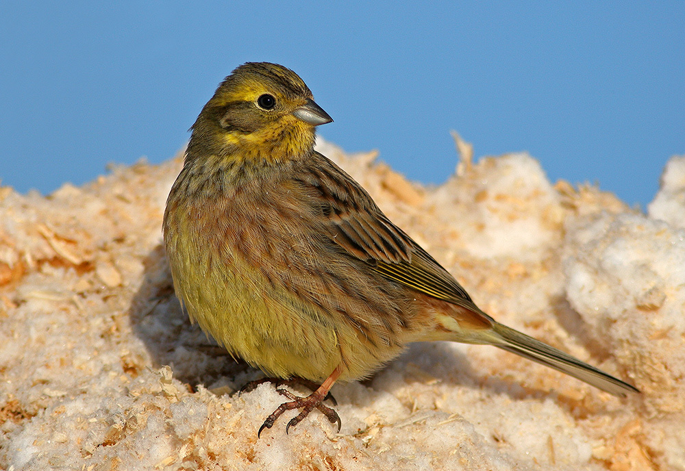 Обыкновенная овсянка (Emberiza citrinella) Обыкновенная овсянка Emberiza citrinella